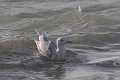 glaucous gull, glaucous gulls-11
